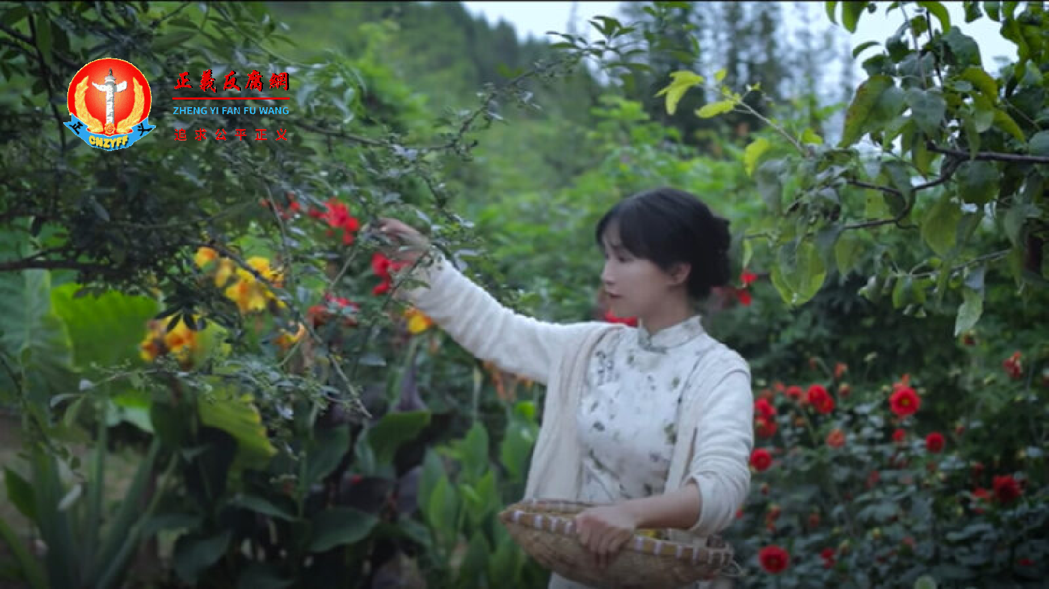 中国知名网红李子柒在2021年7月14日发布的《柴米油盐酱醋茶》短视频中采摘野果的画面。.png