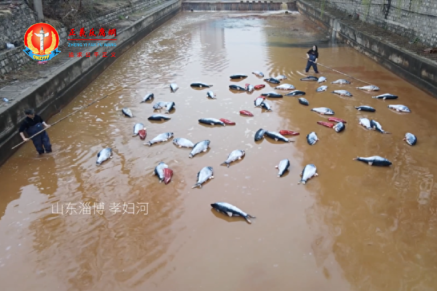 山东淄博的岳阳河由于污染严重、变色，被当地人戏称为“小黄河”。.png