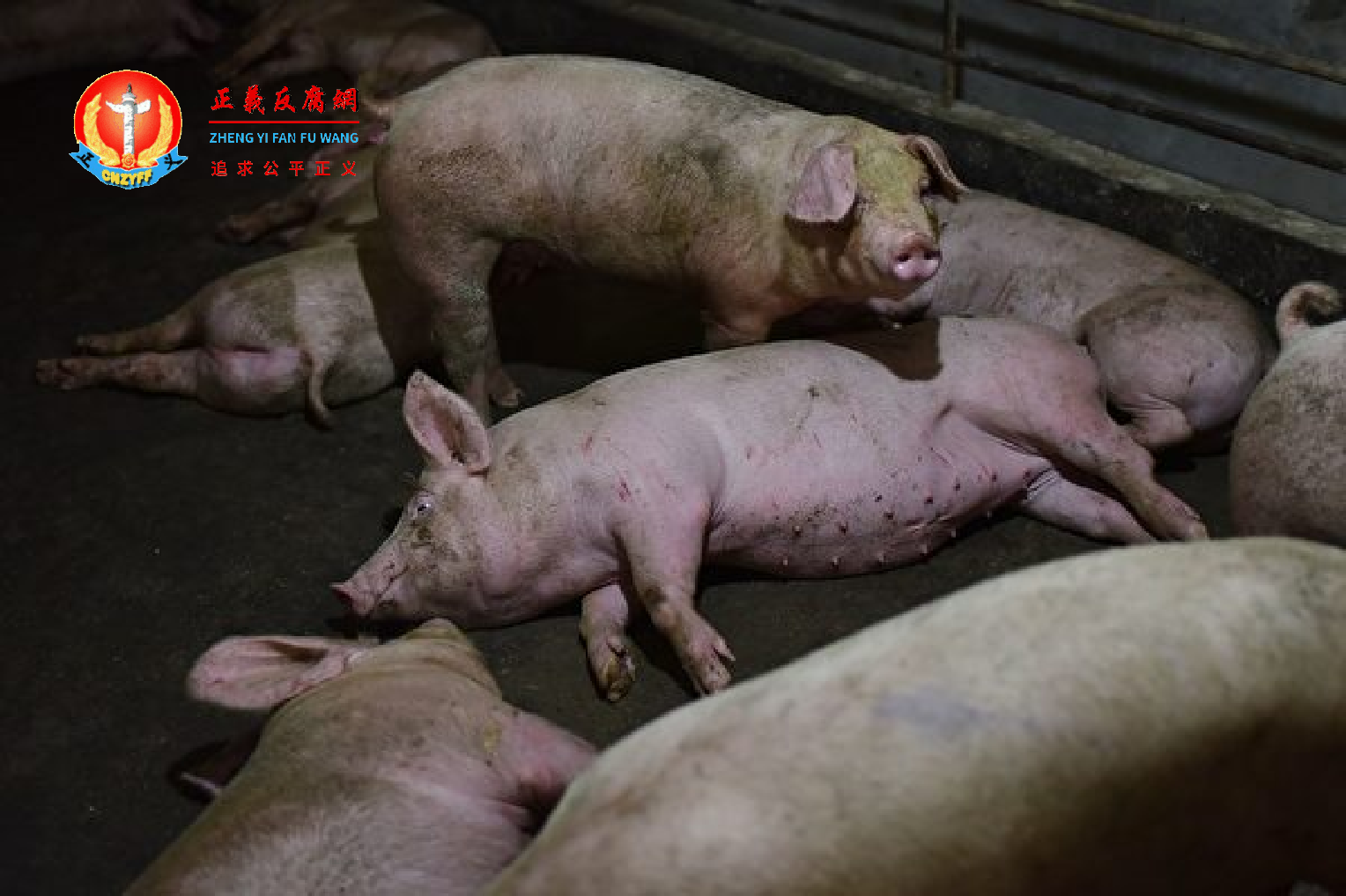 猪肉价格下跌，猪企亏损。图为2018年8月10日河南宜阳县一猪圈。.png