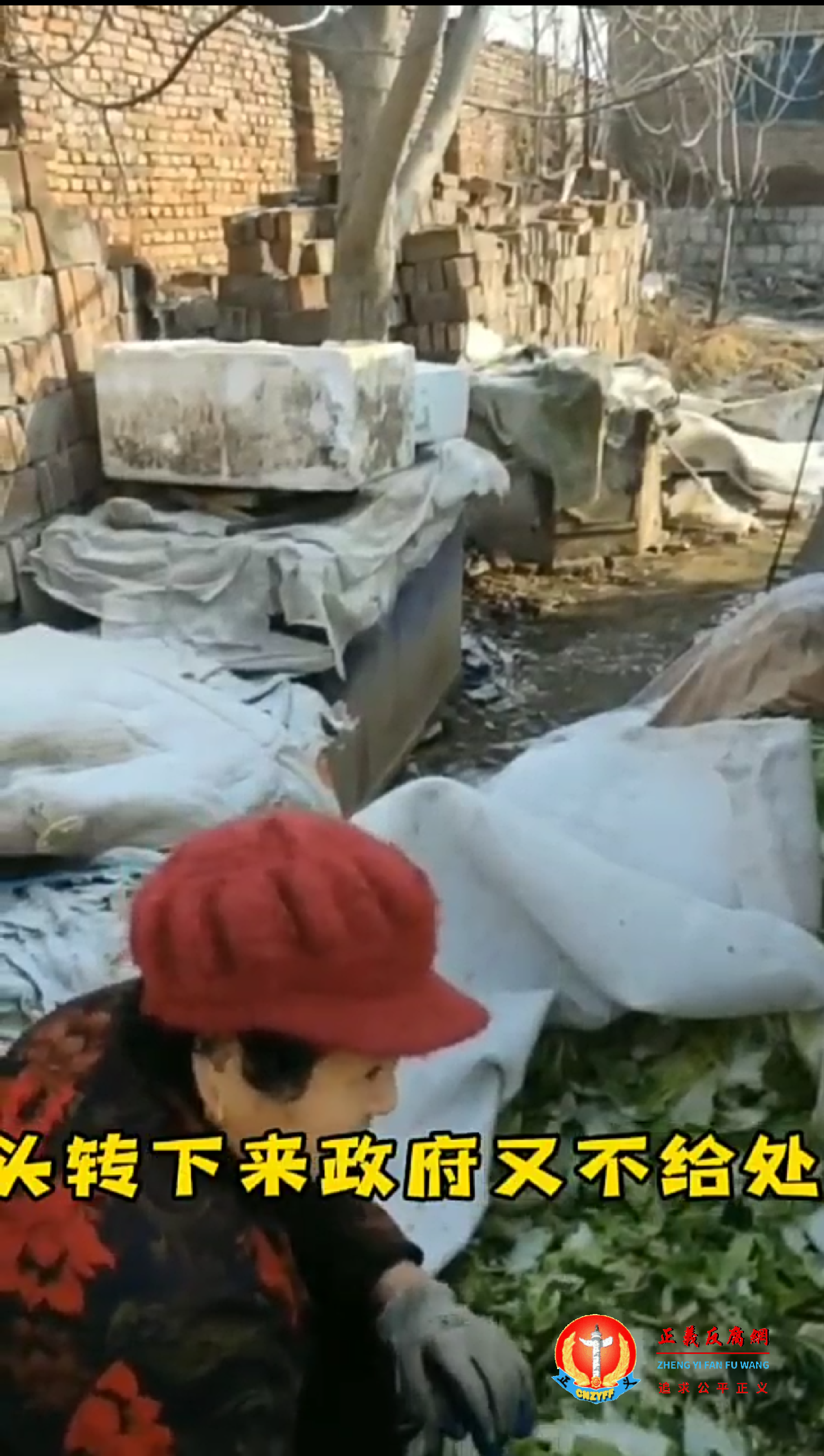 王玉杨夫妻在被拆掉的废墟上生活，一早夫妻俩到菜市场捡被丢弃的菜叶维生.png