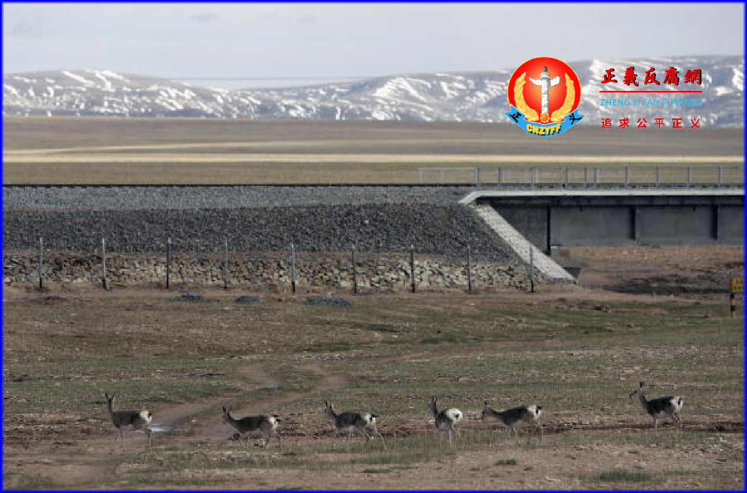 在青藏铁路沿线可以看到濒危动物——普氏原羚。.png