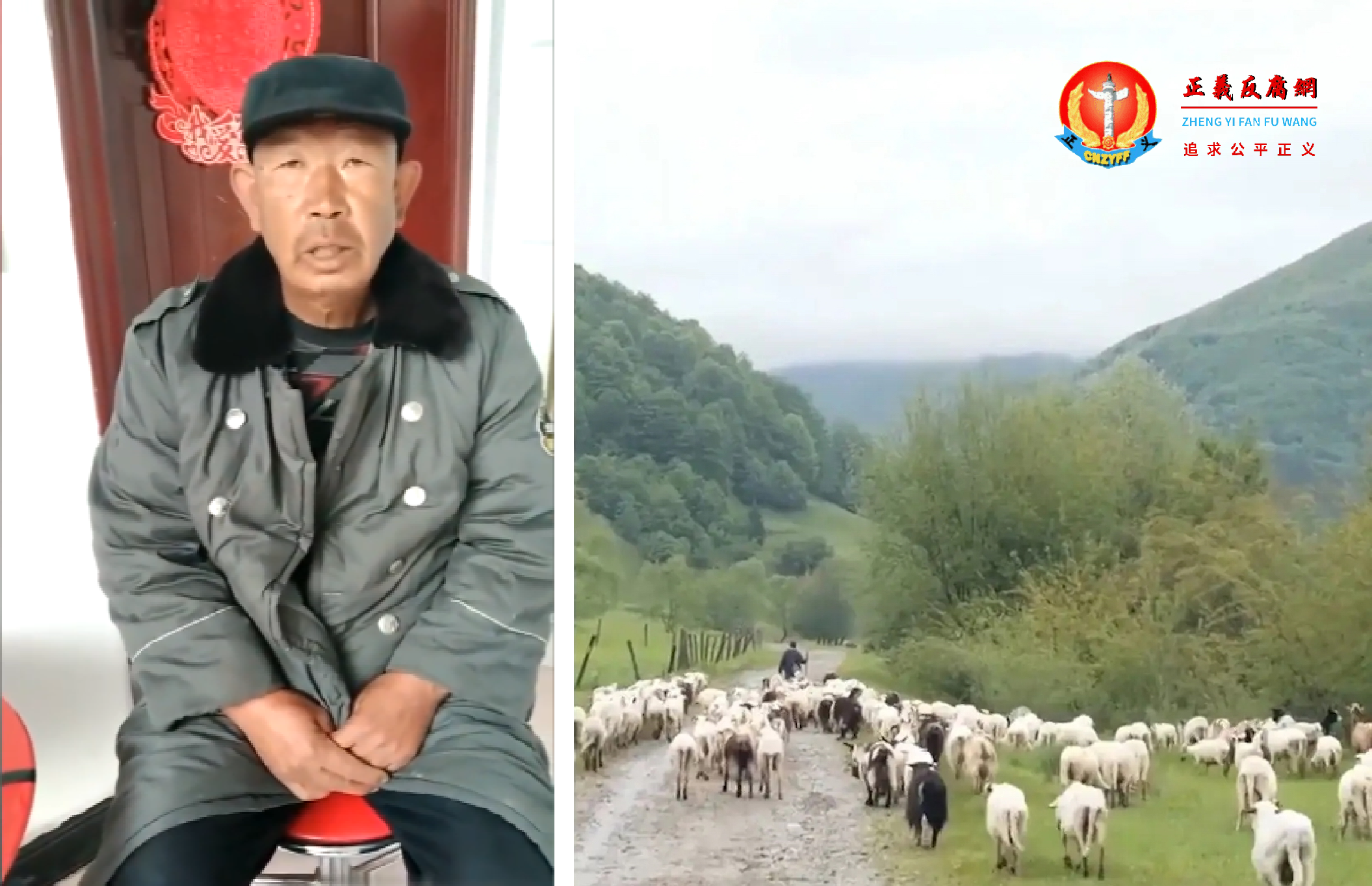 河北省沧州任丘市一位农村老人苦诉，卧佛堂镇派出所警察开警车抓他一支羊，说做核酸检测，老人再没见到这只羊。.png