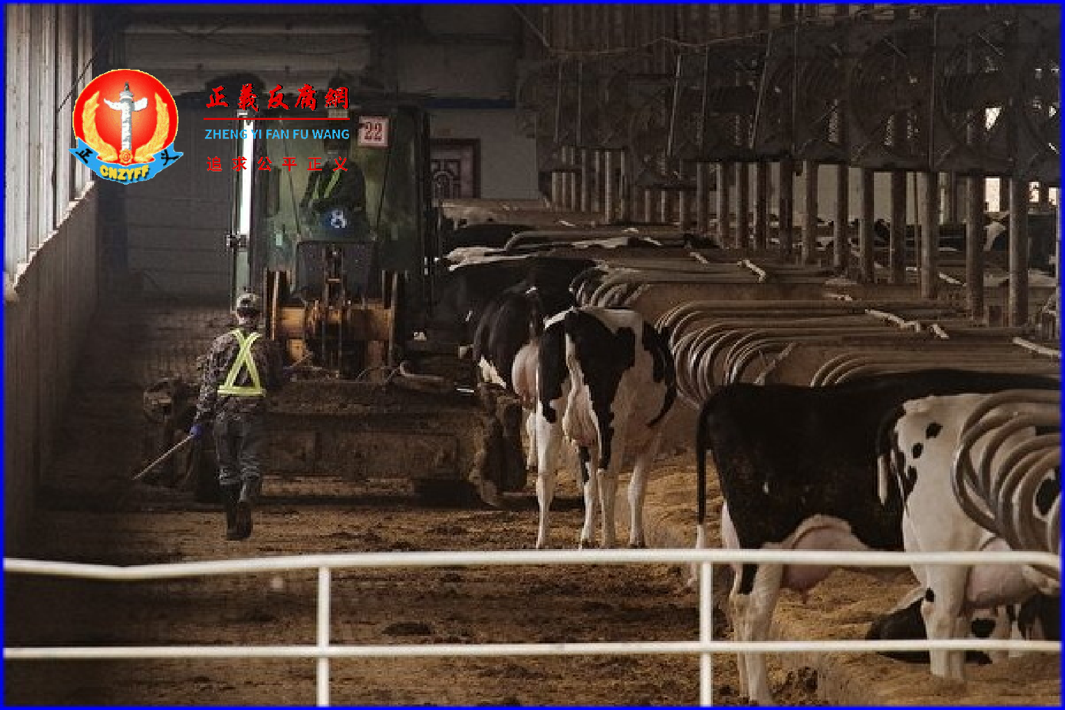 全国多地出现“倒奶杀牛”的现象。图为黑龙江省齐齐哈尔市的一家奶牛场内的工人正在劳作。.png