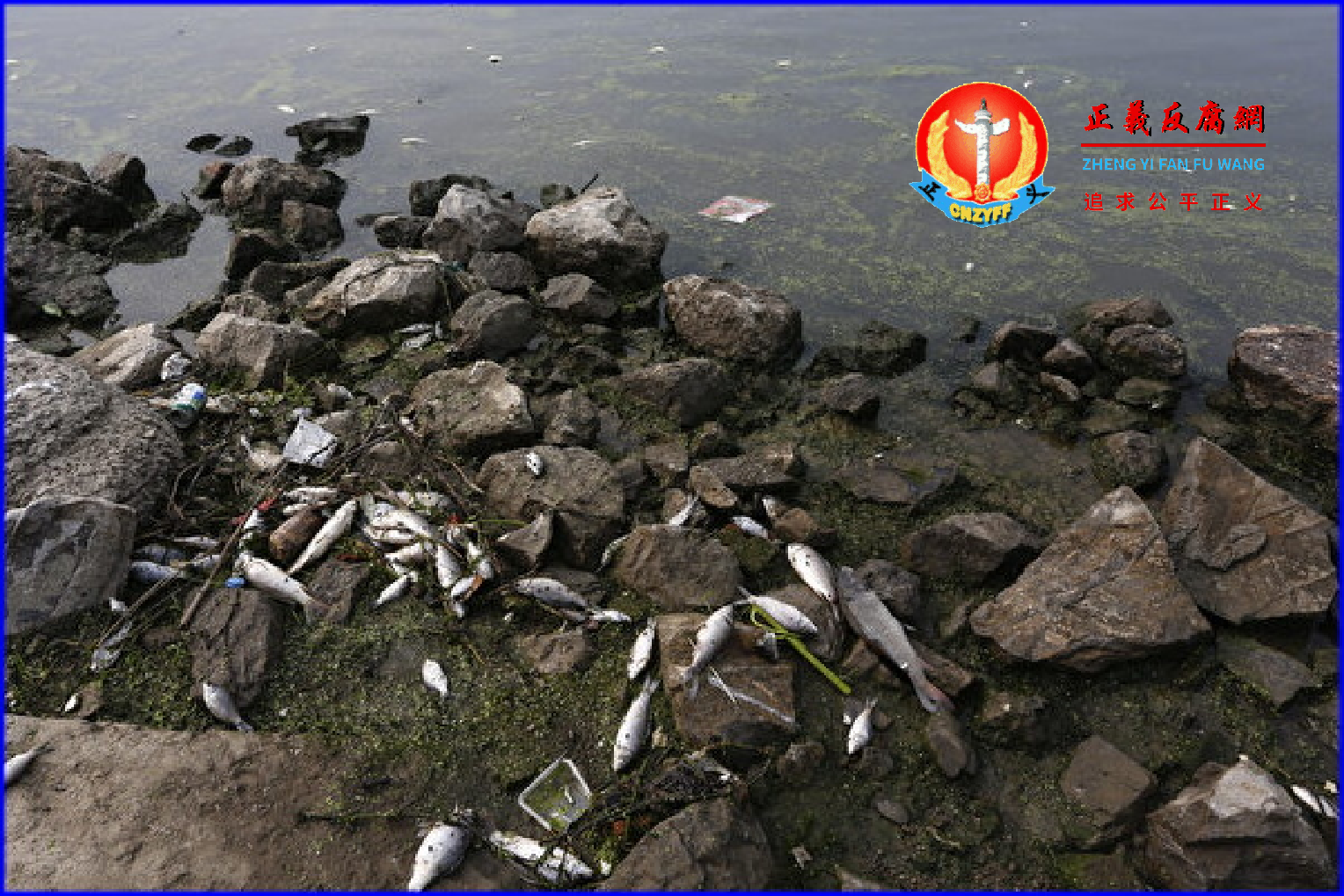 中国生态环境已遭破坏严重，难以恢复。图为安徽省合肥市南淝河岸边大量死鱼。.png